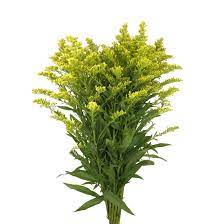 Solidago Metro Flower Market