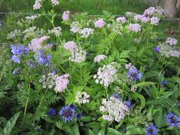 This lovely cow parsley relative is one of the joys of early summer. Chaerophyllum Hirsutum Roseum Cc Plants