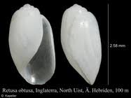 Image result for Secamone retusa