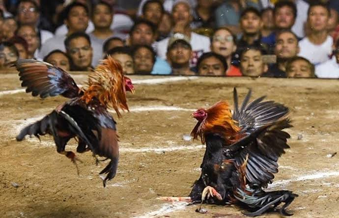 Đ&Aacute; G&Agrave; TRỰC TIẾP 67 🎖️ LINK Đ&Aacute; G&Agrave; THOMO SV388 H&Ocirc;M NAY TỐC ĐỘ CAO