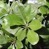 What does wild olive mean? Https Encrypted Tbn0 Gstatic Com Images Q Tbn And9gcqxv93wlqmxovhcigggkqhxfk7liub8mgt1rhb Yohefowmfziy Usqp Cau