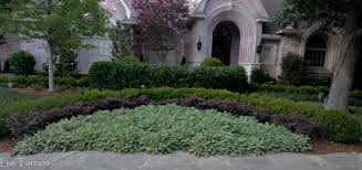 Alibaba.com offers 1,895 lamb ear tags products. Lambs Ear In Texas Lee Ann Torrans Gardening