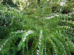 Image result for https://www.aaatreeserviceny.com/how-prune-japanese-maples-5-tips/