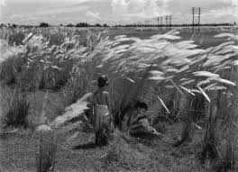 Many Tints of Red: Colour, Aesthetics, Bengali Cinema - Take Art Magazine