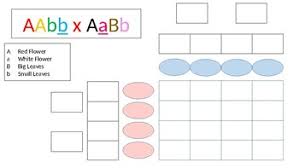 When looking at one trait at a time it is. Dihybrid Punnet Square Worksheets Teaching Resources Tpt