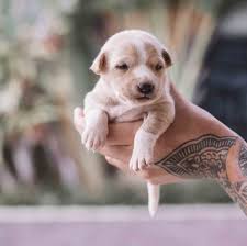 Interesting Facts And Myths About The Runt Of The Litter Pethelpful