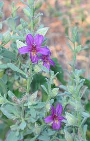 Image result for Eriocaulon abyssinicum