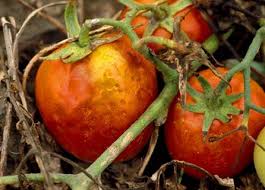 Image result for Colletoecema