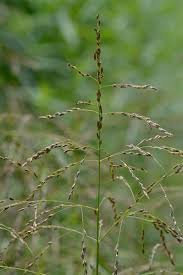 Image result for Glyceria