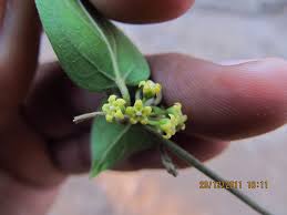 Image result for Marsdenia sylvestris