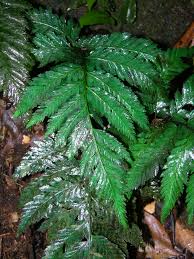 Image result for Trichomanes