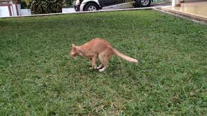 Well & good cat eye wipes. Cat Wipes Butt On Grass Youtube