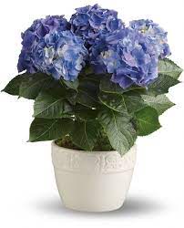 Hydrangea Care Guide For Growing Hydrangeas Indoors Planting Hydrangeas Growing Hydrangeas Hydrangea Care