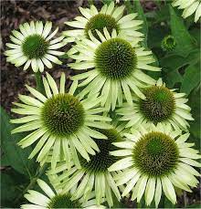E Purpurea Green Jewel 24 Tall 16 Wide Is Compact And Ideal For Bright Borders Green In Color It Would Go Beautifully Wi Rare Flowers Plants Echinacea