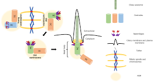 Image result for Centrostigma