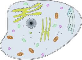 Organelos celulares en célula animal y vegetal: características, funciones  - Lifeder