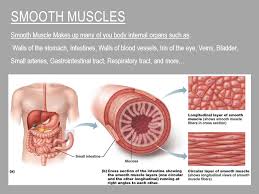 Get solutions of all chapters of ncert class 9 science from entrancei. Where To Find Smooth Muscle In Body