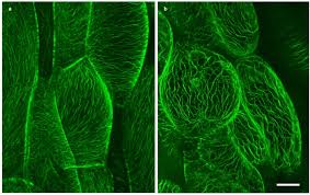 Maybe you would like to learn more about one of these? Plants Free Full Text Plasmolysis Loss Of Turgor And Beyond Html