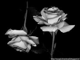 Posted by admin posted on february 02, 2019 with no comments. Black And White Roses Wallpapers Wallpaper Cave