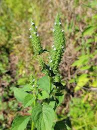 Image result for Cantinoa americana