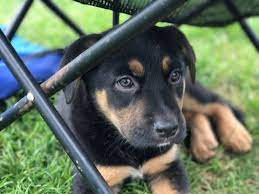 We found sam smucker in pa. Litter Of 7 German Shepherd Dog Vizsla Mix Puppies For Sale In South Windsor Ct Adn 32085 On Puppyfinder German Shepherd Dogs Vizsla Puppies For Sale Vizsla