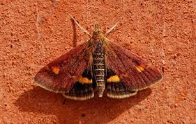 Image result for Pyrausta ostrinalis