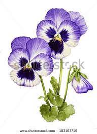 Pin On Flower Watercolor Illustrations