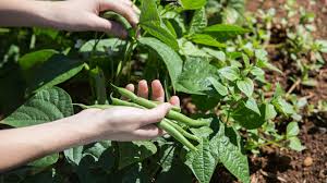 Bush green beans grow different than pole beans because bush beans grow as a bush and are generally grown in rows, similar to butter beans. How To Grow Green Beans Even With A Brown Thumb