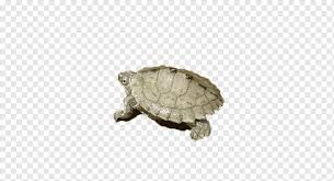 Check spelling or type a new query. Amfibi Turtle Turtle An Amfibi Hewan Gratis Jenis Png Pngwing