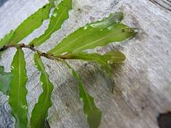 Image result for Potamogeton crispus