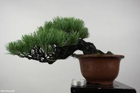 Bonsai Shohin Japanese White Pine Pinus Parviflora No 5397 Www Henhbonsai Nl
