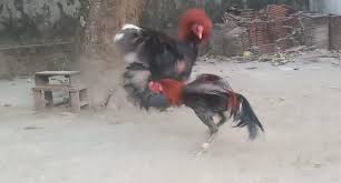 Beternak ayam bangkok super jalu dengan cara yang tepat ada banyak jenis hewan peliharaan yang bisa anda pilih, dan juga bisa mendatangkan manfaat atau keuntungan secara finansial. Cara Mempersiapkan Ayam Petarung Sebelum Di Adu Lentera Inspiratif