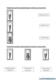 Manusia (struktur gigi) oleh cikgu nur shafura gambar rajah berlabel Sains Tahun 3 Manusia Worksheet