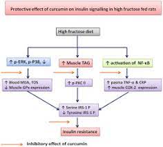 Curcumin Prevents Inflammatory Response Oxidative Stress And Insulin Resistance In High Fructose Fed Male Wistar Rats Potential Role Of Serine Kinases Sciencedirect