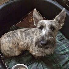 Beautiful Brindle Scottish Terrier Scottish Terrier Puppy