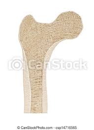 Select from premium bone cross section of the highest quality. Bone Cross Section Detailed Illustration Of A Bone A Cross Section Showing The Structure Of The Bone Material And The Canstock
