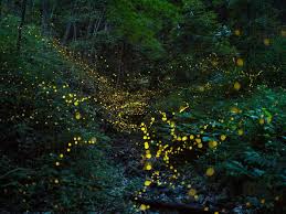 • habitat loss associated with the diversion of tributaries in upper galore creek power lines can also result in habitat loss through causing accidental forest fire (rich et al., 1994). Habitat Loss Latest News Breaking Stories And Comment The Independent