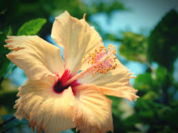 Maybe you would like to learn more about one of these? Care Instructions For Braided Hibiscus