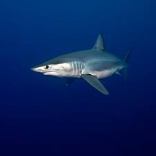 The shark week in a weekend marathon airs all day saturday, beginning at 9 a.m., and continues sunday from 9 a.m. Yes Fit Shark Week Race 2021 The Latest Shark Week News On Discovery Discovery
