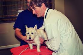 Here at hiawassee & clarcona ocoee pet hospital, we always welcome new clients and patients to our full service veterinary practice in orlando. Animal Care Clinic Huntsville Al Veterinary Clinic