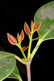 Image result for Memecylon