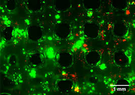 Check spelling or type a new query. Green Bioprinting Grows From Tissue Engineering Physics World