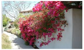 See more ideas about bougainvillea, bougainvillea tree, planting flowers. Up To 60 Off On Bougainvillea Barbara Karst O Groupon Goods