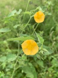 Image result for Abutilon rehmannii
