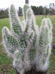 Opuntia Erinacea Ursine Ponytail Snow Hairy Grizzly Bear Live Cactus In 8 Pot Cactus Plants Planting Succulents Cactus House Plants