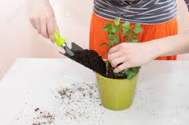 El hombre empresarial puede convertirse en jardinero urbano y ayudar a la comunidad. El Jardinero Vierte La Tierra En Una Maceta Para Trasplantar Plantas Planta De Casa De Relocalizacion De Jardineria Fotos Retratos Imagenes Y Fotografia De Archivo Libres De Derecho Image 92532682