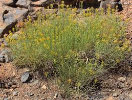 Image result for Rhynchosia usambarensis