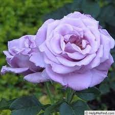 Pin On Roses