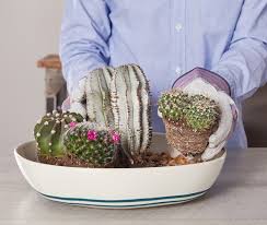We did not find results for: Cactus Dish Garden Better Homes Gardens