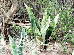Image result for Sansevieria dawei